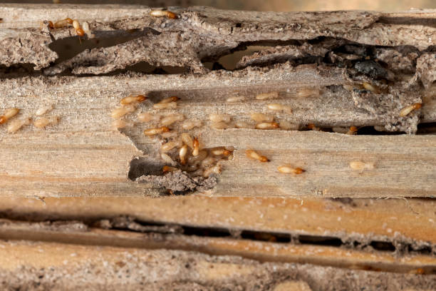 Best Spider Control Near Me  in Spencer, TN